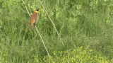 Video of Black-headed Bunting - Black-headed Bunting in very hot summer with water